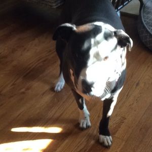 Meet your Posher, Nellie